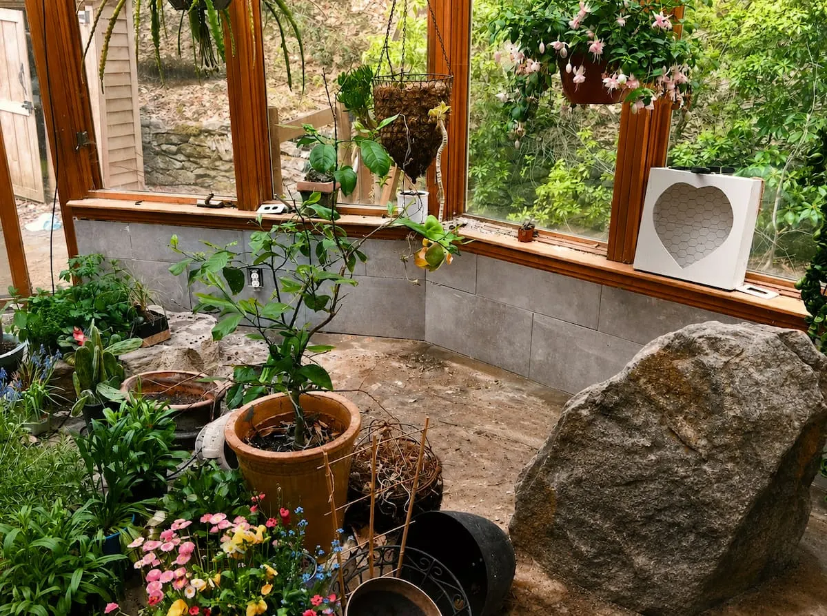 A glass conservatory filled with hanging plants, potted flowers and a large granite boulder