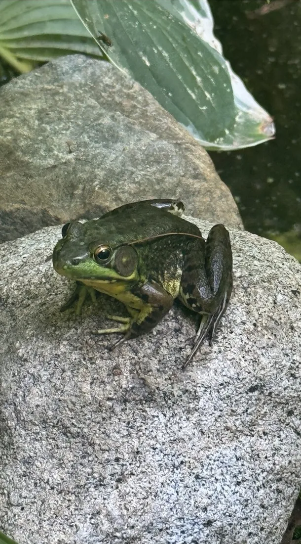 A green frog sitting on a granite boulder by the pond